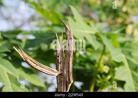 Nahaufnahme von getrockneten Okra-Früchten oder -Gemüse auf dem Feld Stockfoto