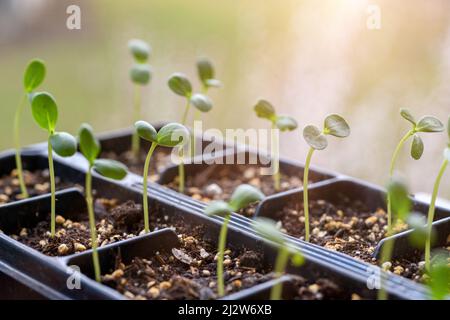 Junge Aster Sämlinge wachsen in einer Vermehrung Tablett. Frühling Gartenarbeit Hintergrund. Stockfoto