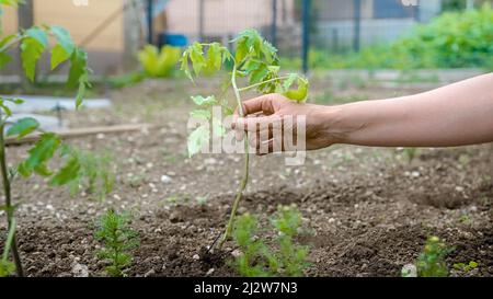 Kaukasische weibliche Hände, die einen einzigen Einsatz setzen, um frisch gepflanzten, schiefen Sämling zu unterstützen Stockfoto