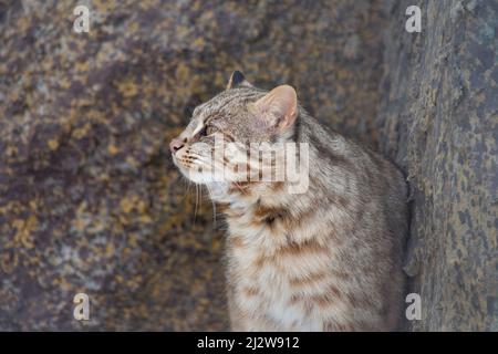 Die sibirische Leopardenkatze schaut weg. Amur Waldkatze. Prionailurus bengalensis euptilura. Tiere in der Tierwelt. Stockfoto