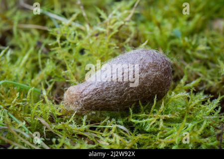 Kokon von Kleinen Nachtpfauenauge, Saturnia pavonia, Kokon kleiner Kaisermotte Stockfoto