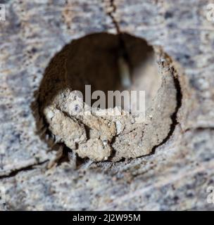 Nestverschluss von Wildbienenbrutroehre, Nest Verschluss von Wildbienenbrutroehre Stockfoto