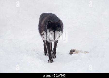 Wütender schwarzer kanadischer Wolf schaut auf die Kamera. Canis lupus pambasileus. Tiere in der Tierwelt. Stockfoto