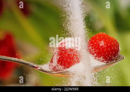 Zucker wird über Erdbeeren auf einen Löffel gegossen Stockfoto