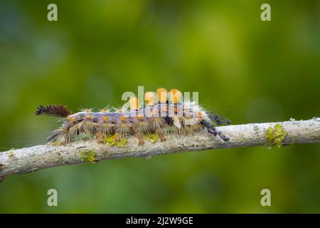 Schehen-Bürstenspinner (Orgyia antiqua) Stockfoto