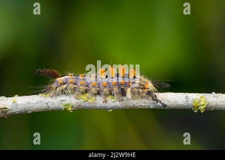 Schehen-Bürstenspinner (Orgyia antiqua) Stockfoto