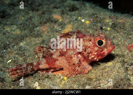 Kleiner roter Skorpionfisch (Scorpaena notata), giftig, Kas, Lykia, Türkei, Mittelmeer Stockfoto