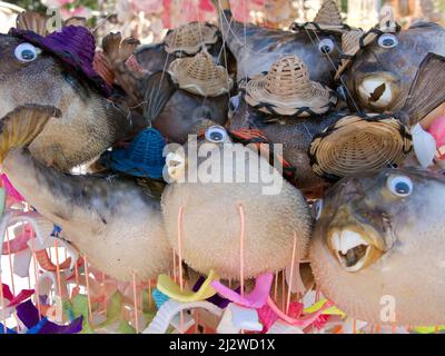 Shop verkauft abgepumpte Stachelschweine als Souvenirs, Bodrum, Ägäis, Türkei, Mittelmeer Stockfoto