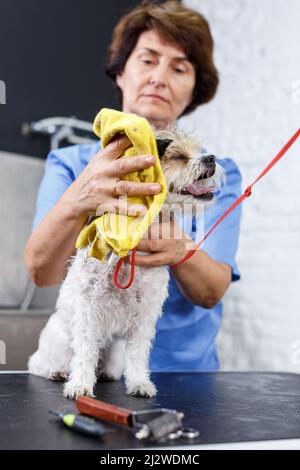 Der Welpe wurde im Friseursalon mit einem Handtuch getrocknet Stockfoto