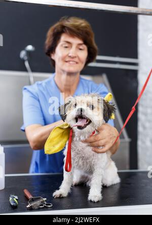 Bichon havanese während des Frottierens im Salon Stockfoto