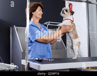 Frau, die havanese im Salon umstöhnt Stockfoto