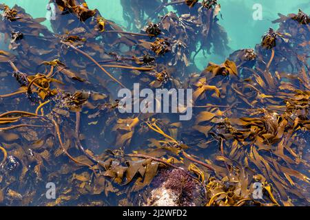 Seetang im klaren türkisfarbenen Wasser der Küste Südafrikas Stockfoto