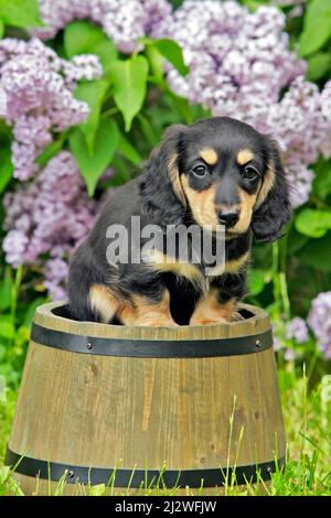 Niedlicher schwarzer und brauner Dachshund-Welpe, der auf einem Fass im Hof sitzt, mit rosa Fliederbusch, der im Hintergrund blüht. Stockfoto
