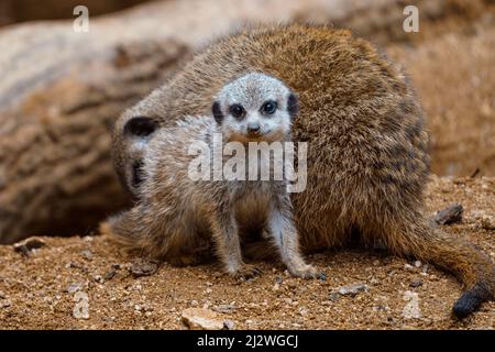 Der kleine junge Erdmännchen (Suricata suricatta) sitzt auf dem Sand. Stockfoto