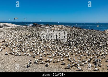 Großer Schwarm von Cape Gannet Vögeln in ihrer Brutkolonie auf Bird Island, Lamberts Bay in der Westkap Provinz von Südafrika, Stockfoto