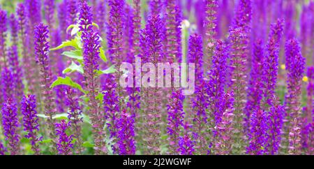 Violette Salbeiblüten, Salvia officinalis, Juni, Europa Stockfoto