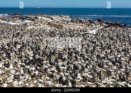 Selektiver Fokus auf ein großes Volk von Cape Gannet Vögeln auf Bird Island in Lamberts Bay, Südafrika Stockfoto