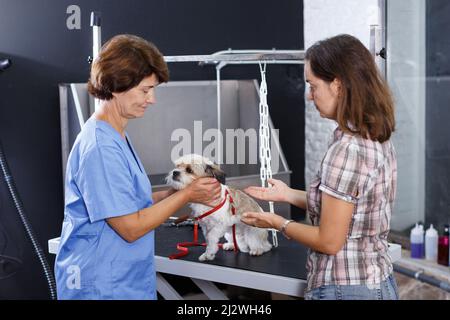 Frau mit Hund im Friseursalon Stockfoto