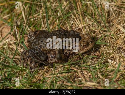 Kröte häufig (Bufo bufo), männliches Schweinchen unterstützt Weibchen auf dem Weg zum Paarungspool im Frühjahr, Dumfries und Galloway, SW Schottland Stockfoto