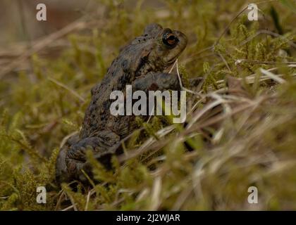 Kröte häufig (Bufo bufo), Klettern durch Vegetation auf dem Weg zu einem Paarungspool in Spring, Dumfries und Galloway, SW Schottland Stockfoto