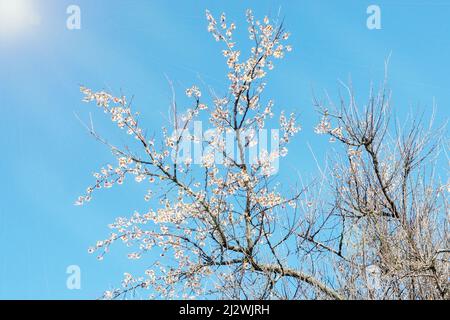 Blühende weiße Blüten eines Aprikosenbaums aus der Nähe, selektiver Fokus. Der Beginn des Frühlings. Stockfoto