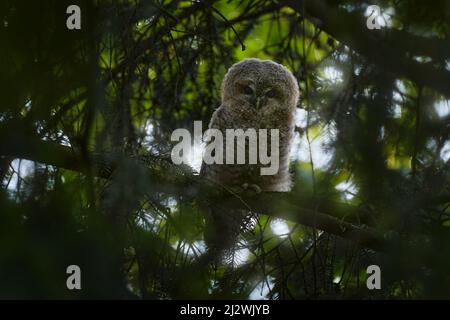 Junge Eule im Wald. Braune Eule sitzt auf einem Baumstumpf im Lebensraum des dunklen Waldes. Schönes Tier in der Natur. Wildlife-Szene aus dunkler Fichte Stockfoto