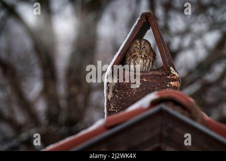 Eule - urbane Tierwelt. Waldkauzen, Strix aluco, sitzen im Kamin auf dem Dach. Vogel in der Stadt Lebensraum, städtische Tierwelt, Silen, Eadtern Rhodopen i Stockfoto