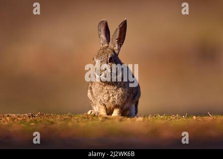 Europäisches Kaninchen, Oryctolagus cuniculus algirus, Parque Natural Sierra de Andujar in Spanien. Niedliches Tier in der Natur Lebensraum. Hare, orangefarbener Abend li Stockfoto