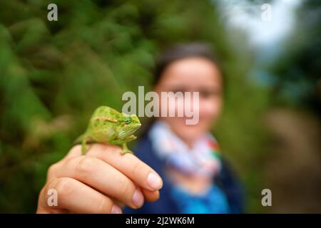 Chameleon aus Uganda in Afrika. Grob Chamäleon, Trioceros rudis, Rwenzori NP in Uganda. Grünes Chamäleon auf dem Baum im Wald, Uganda Tierwelt. Stockfoto