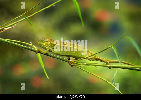 Chameleon aus Uganda in Afrika. Grob Chamäleon, Trioceros rudis, Rwenzori NP in Uganda. Grünes Chamäleon auf dem Baum im Wald, Uganda Tierwelt. Stockfoto