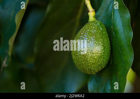 Nahaufnahme der einige Avocados auf einem Baum in Kenia. Stockfoto