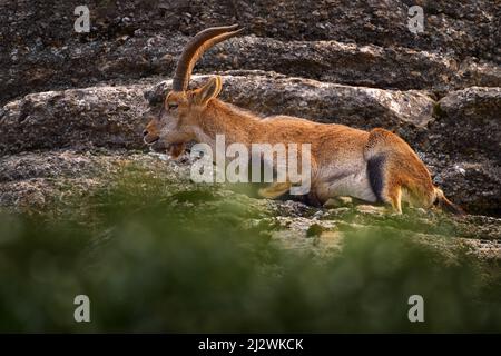 Iberischer Steinbock, Capra pyrenaica, Wildziege im Naturgebiet, Naturschutzgebiet El Torcal de Antequera in Andalusien, Spanien. Spanisches Steinbock-Porträt auf Th Stockfoto