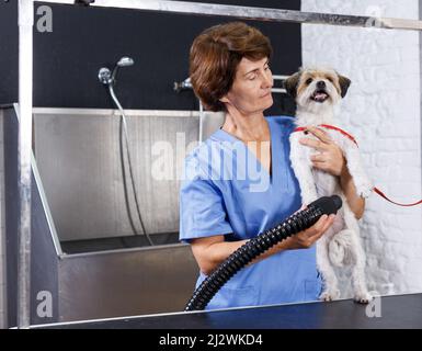 Weibliche Pistenwelpe mit Haartrockner trocknend Stockfoto