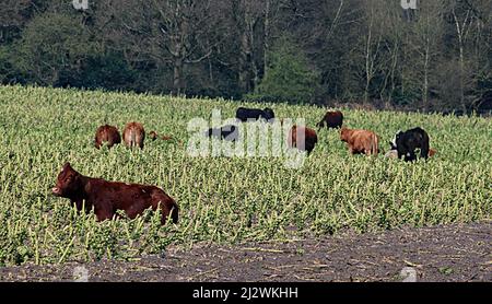 Eine Herde Mutterkühe grast auf den Überresten der Sprossenernte des letzten Winters in der Nähe von Rainford. Wird dies zu einer erhöhten Methanproduktion führen? Stockfoto