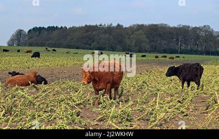 Auf einem Bauernhof in der Nähe von Mossborough Hall Rainford grast eine Herde Mutterkühe auf den Überresten der Sprossenernte des letzten Winters. Stockfoto