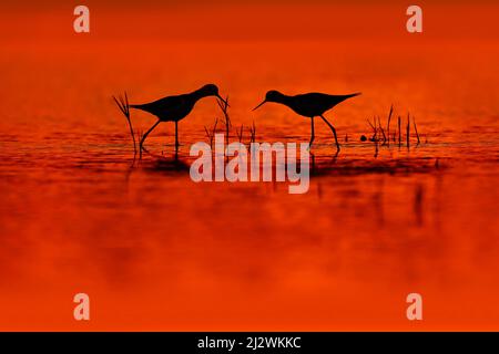 Sonnenuntergang mit rotem Vogel. Schwarz-geflügelte Stelze, Himantopus himantophus, schwarz-weißer Vogel mit langen roten Beinen, in der Natur Lebensraum, Wasserteich, . Wildtiere s Stockfoto