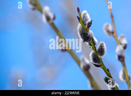 Zweige einer blühenden Weide schließen sich an einem sonnigen osterfrühlingstag an den blauen Himmel an. Natürlicher Hintergrund, horizontales Foto ohne Personen Stockfoto