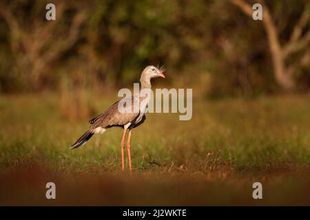 Seriema Vogel aus brasilianischer Natur. Vogel auf der Wiese, lange rote Beine. Reisen in Südamerika. Wildtiere aus dem Pantanal. Seriema mit roten Beinen, Stockfoto