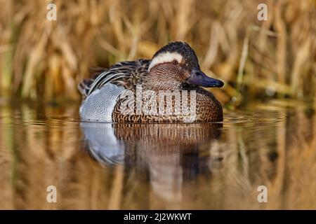 Garganey, Anas querquedula, kleine, zamellige Ente. Sie brütet in weiten Teilen Europas und Westasiens. Garganey Detail Nahaufnahme Porträt im Wasser. Braun g Stockfoto