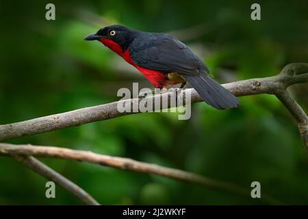 Schwarzkopf-Gonolek, Laniarius-Erythrogaster, schwarzer und roter Vogel, der auf der Baumbrache im Murchison NP, Uganda, in Afrika sitzt. Shrike in der Natur ha Stockfoto