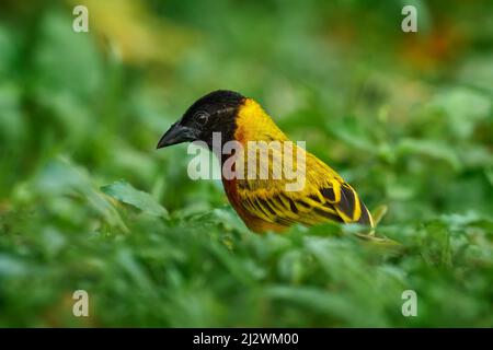 Schwarzkopfweber, Ploceus melanocephalus, auch bekannt als Gelbrückenweber, singbird im grünen Gras. Nahaufnahme Detail Porträt des gelben Vogels, Stockfoto