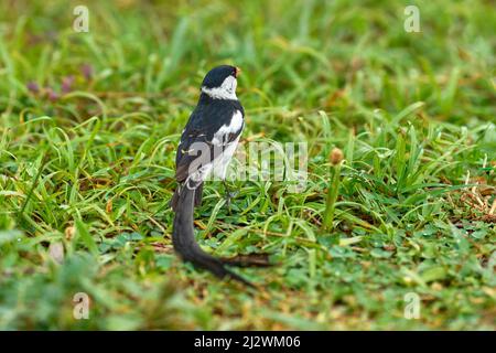 Nadelschwanzwhyda, Vidua macroura, kleiner singvögel mit langem Schwanz, der auf dem Baumzweig in der grünen Vegetation sitzt. Schwarz grau whydah, in der Natur Stockfoto