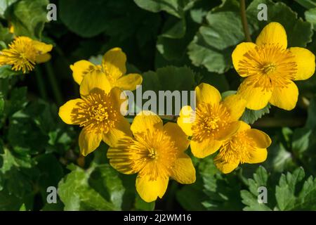 Marigold (Caltha palustris), Blumengruppe Stockfoto