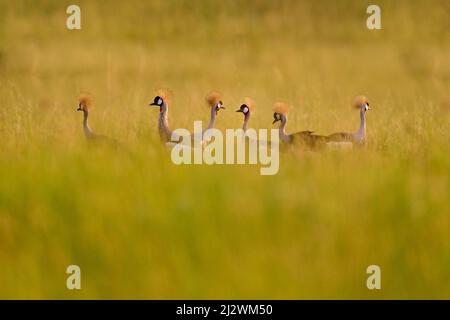 Vogeltanz. Kranichliebe. Grauer Kranich, Vogelliebe, Balearica regulorum, mit dunklem Hintergrund. Vogelkopf mit Goldwappen bei starkem Regen, Afrika, Uga Stockfoto