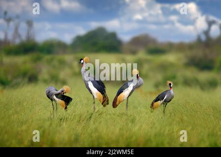 Vogeltanz. Kranichliebe. Grauer Kranich, Vogelliebe, Balearica regulorum, mit dunklem Hintergrund. Vogelkopf mit Goldwappen bei starkem Regen, Afrika, Mur Stockfoto