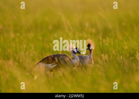 Vogeltanz. Kranichliebe. Grauer Kranich, Vogelliebe, Balearica regulorum, mit dunklem Hintergrund. Vogelkopf mit Goldwappen bei starkem Regen, Afrika, Uga Stockfoto