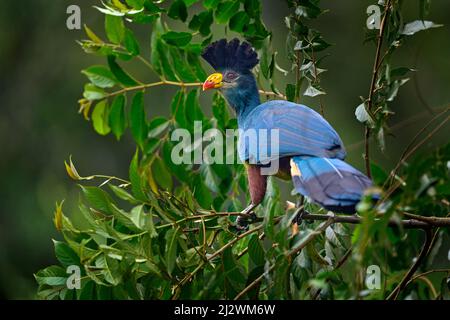 Großer blauer turaco, Corythaeola cristata, Vogel, der auf dem Baumzweig in der Natur sitzt. Blue turaco im Kibale Forest in Uganda, Afrika. Schöner Stockfoto