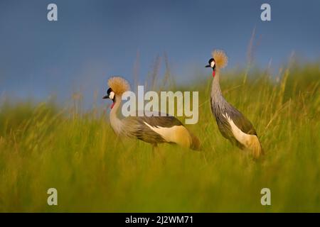 Vogeltanz. Kranichliebe. Grauer Kranich, Vogelliebe, Balearica regulorum, mit dunklem Hintergrund. Vogelkopf mit Goldwappen bei starkem Regen, Afrika, Uga Stockfoto