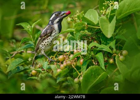 Barbet in Afrika, das Früchte füttert. Spot-flanked Barbet - Tricholaema lacrymosa, schöner Barbet aus afrikanischen Wäldern und Wäldern, Lake Mburo National Stockfoto