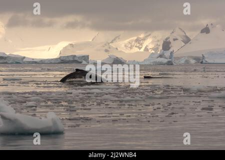 Zwei Buckelwale (Megaptera novaeangliae), die im Errera-Kanal, Graham Land, Antarktis schwimmen Stockfoto